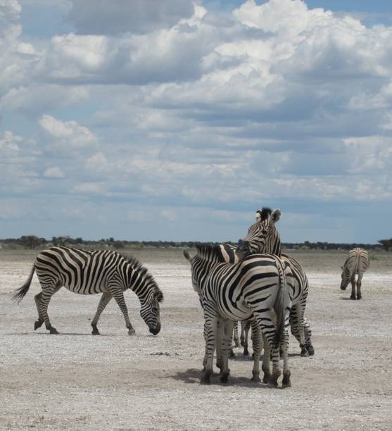 Steppenzebras an der Nxai Pan